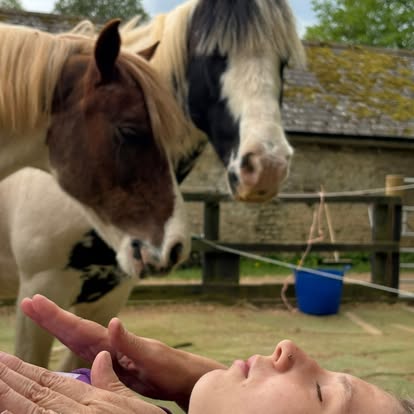 Close-up of a horse's serene face.