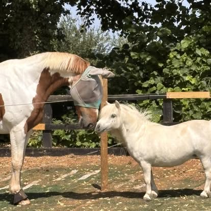 A reiki session held outdoors with horses nearby.
